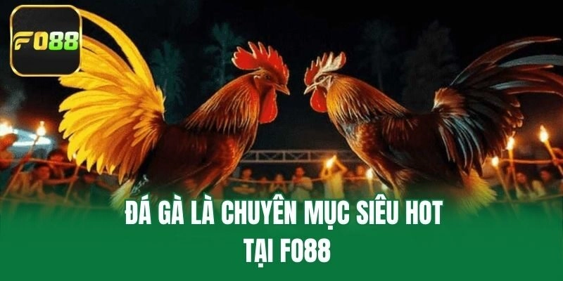 Đá gà là chuyên mục siêu hot tại Fo88