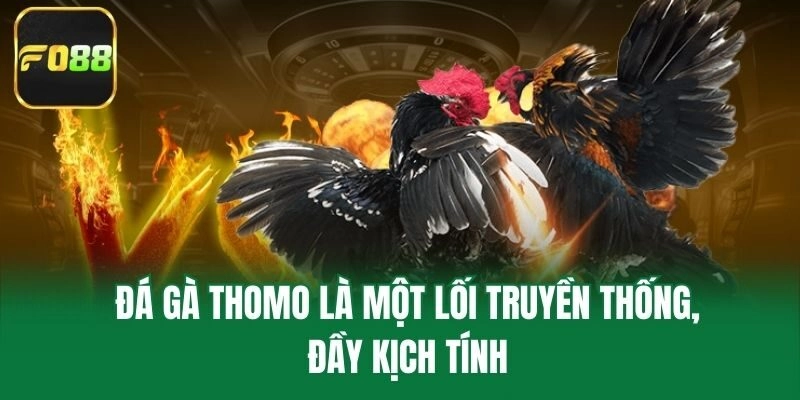 Đá gà Thomo là một lối truyền thống, đầy kịch tính