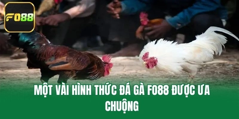 Một vài hình thức đá gà Fo88 được ưa chuộng